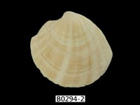 藏品(月光鏡蛤)的圖片